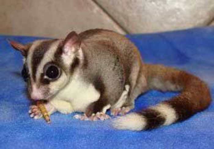 Sugar Glider White Tip indopetzone